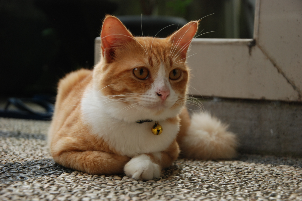What are some facts about cats behavior?