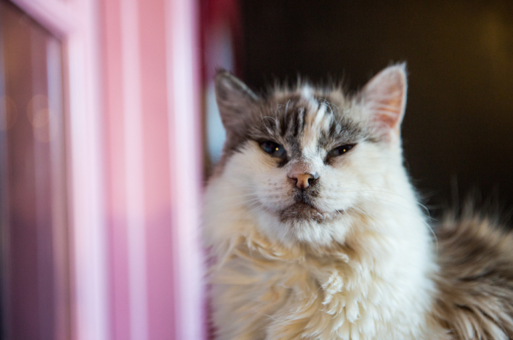 Do rescue cats have issues?
