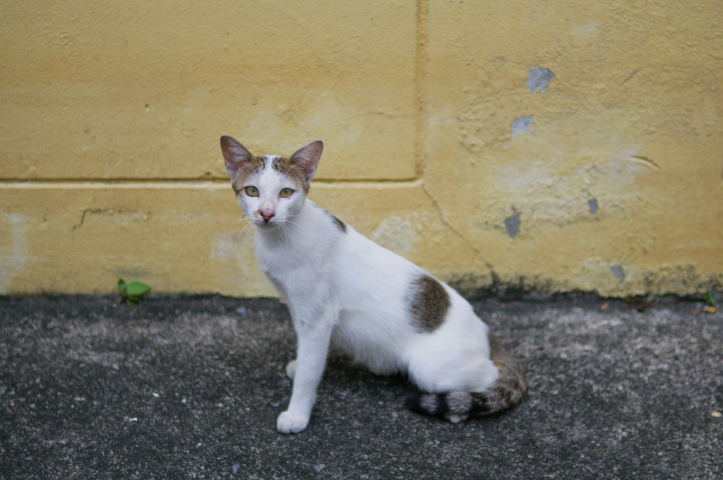 how to rescue injured cat