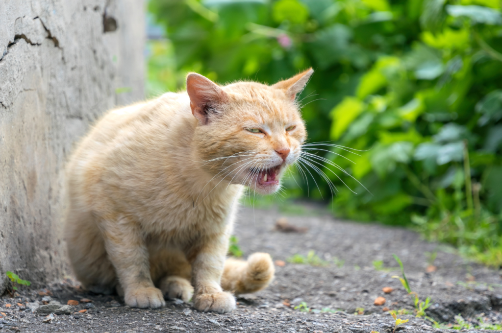 How do you save an injured cat?