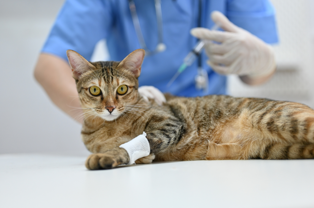 What to do when you find a cat injured?