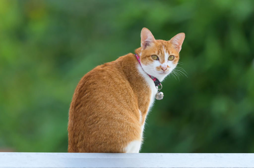 how to rescue a cat from a roof