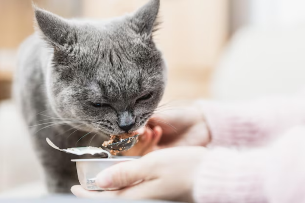 How to rescue injured cat at home