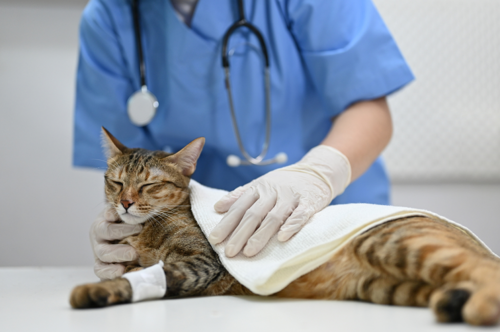 How to treat an injured cat leg