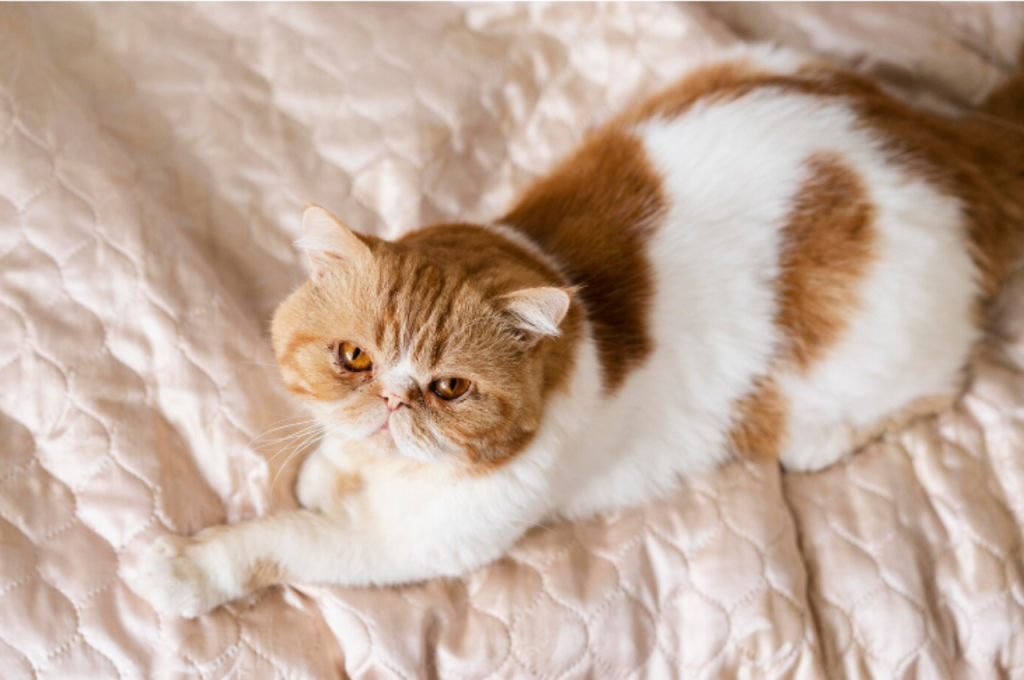 What's involved in adopting a cat?