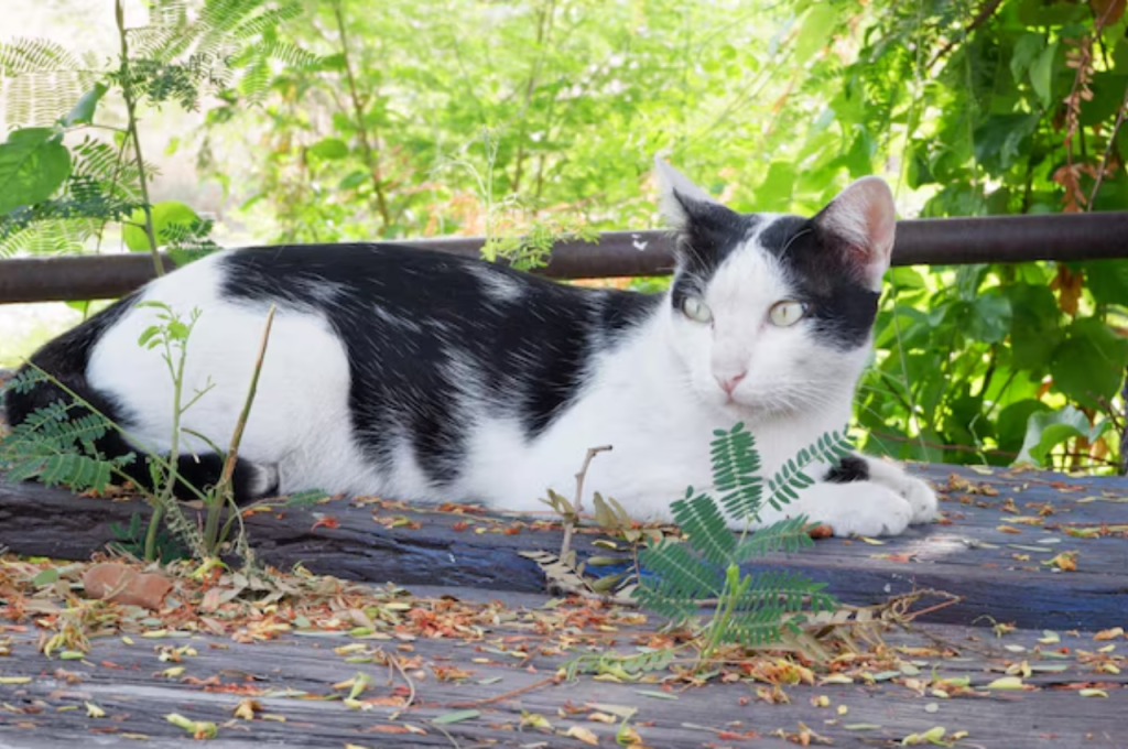 Why are cats so lethal?