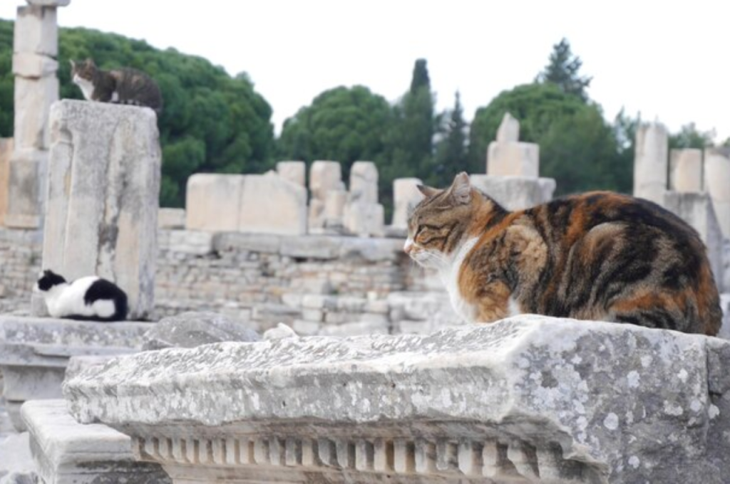 ancient myths about cats