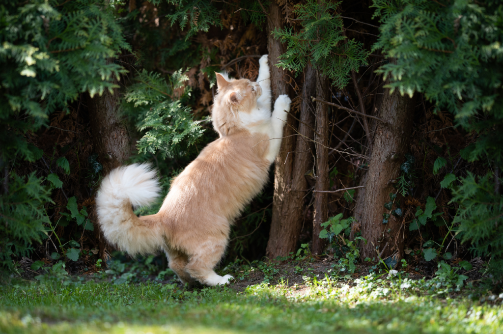 What do cats love the most?