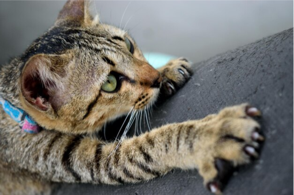 What are the negative perceptions of cats?