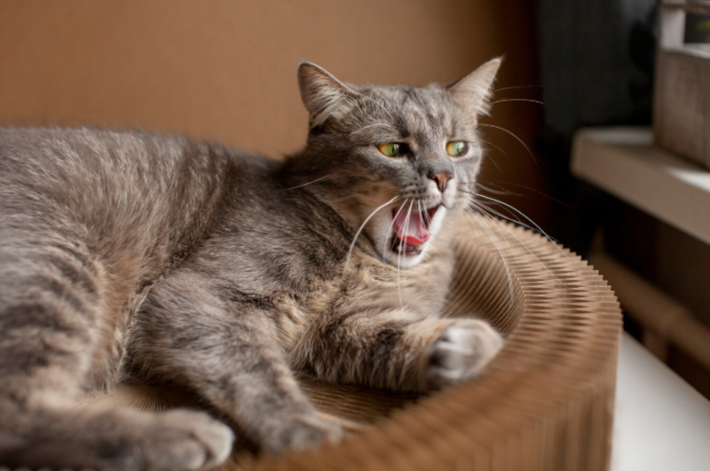 How can I tell if my cat is stressed?