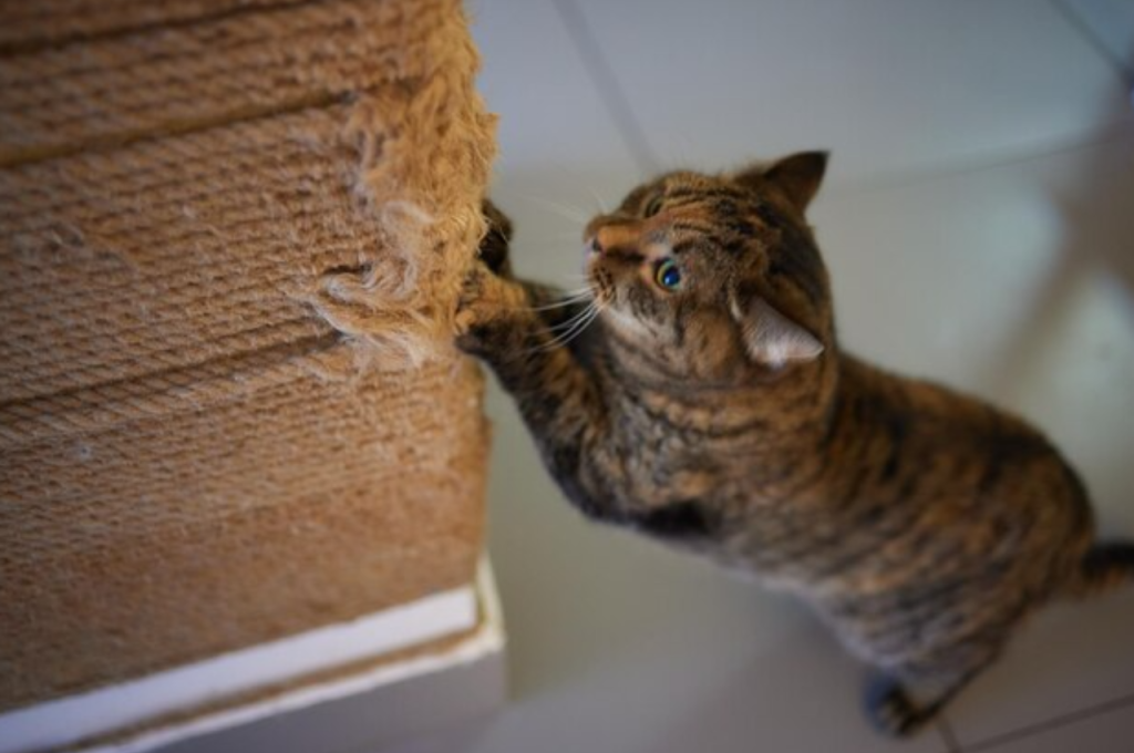 What is a normal cat behavior?
