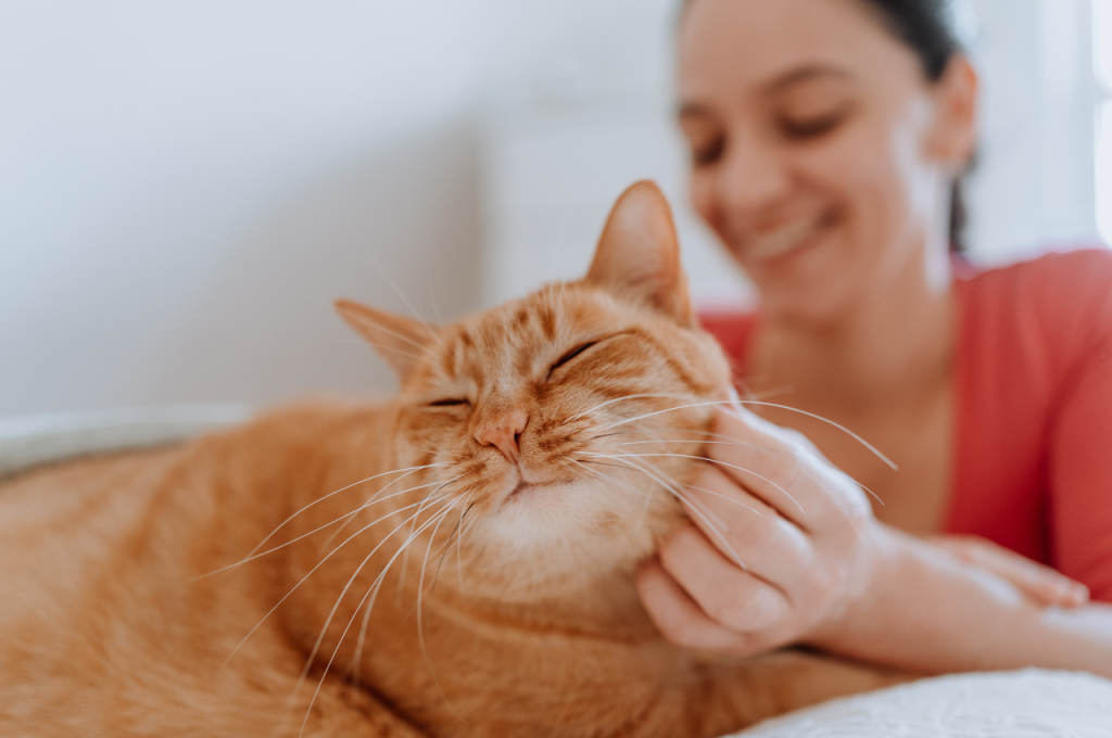 How to relax a cat?