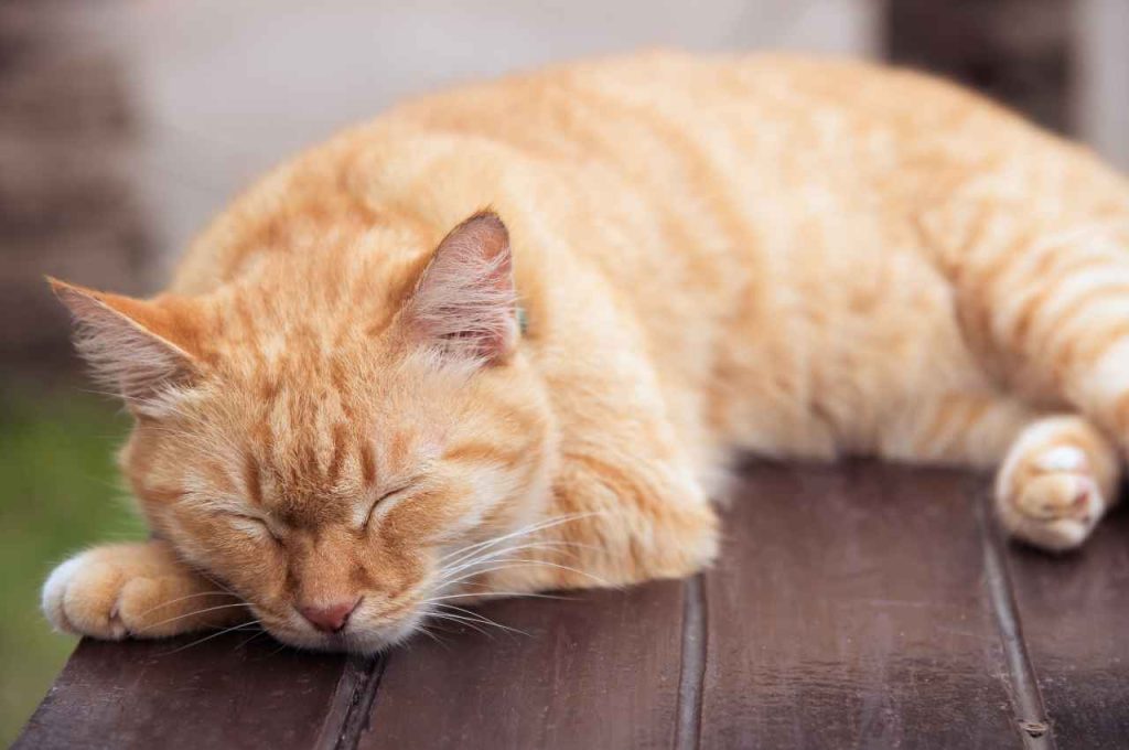 how can i change my cats sleeping habits