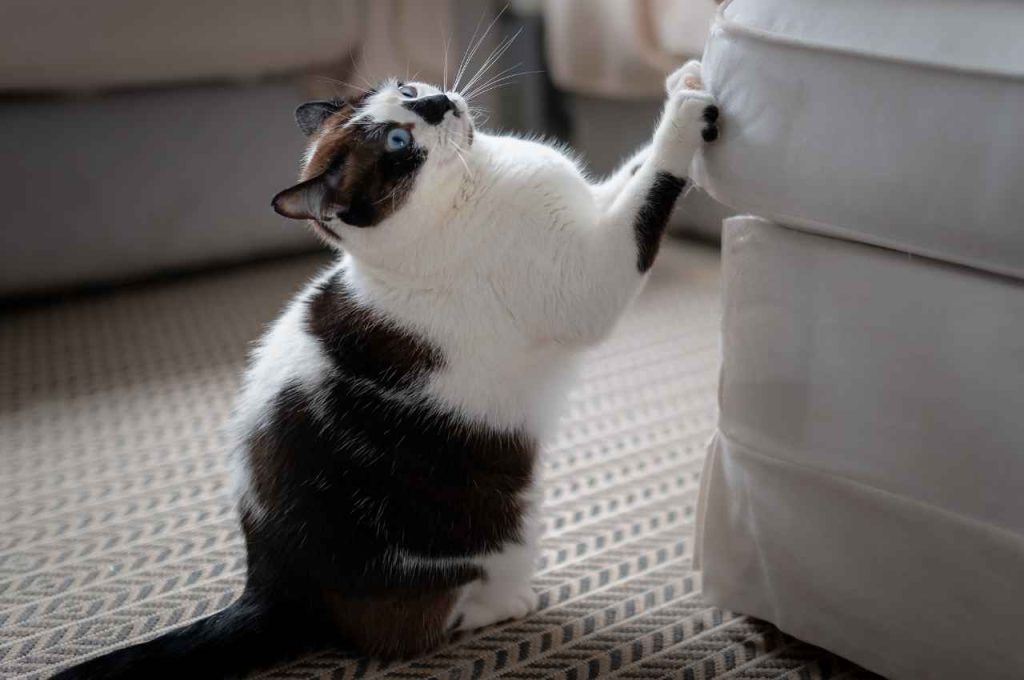 how to break cats bad habits