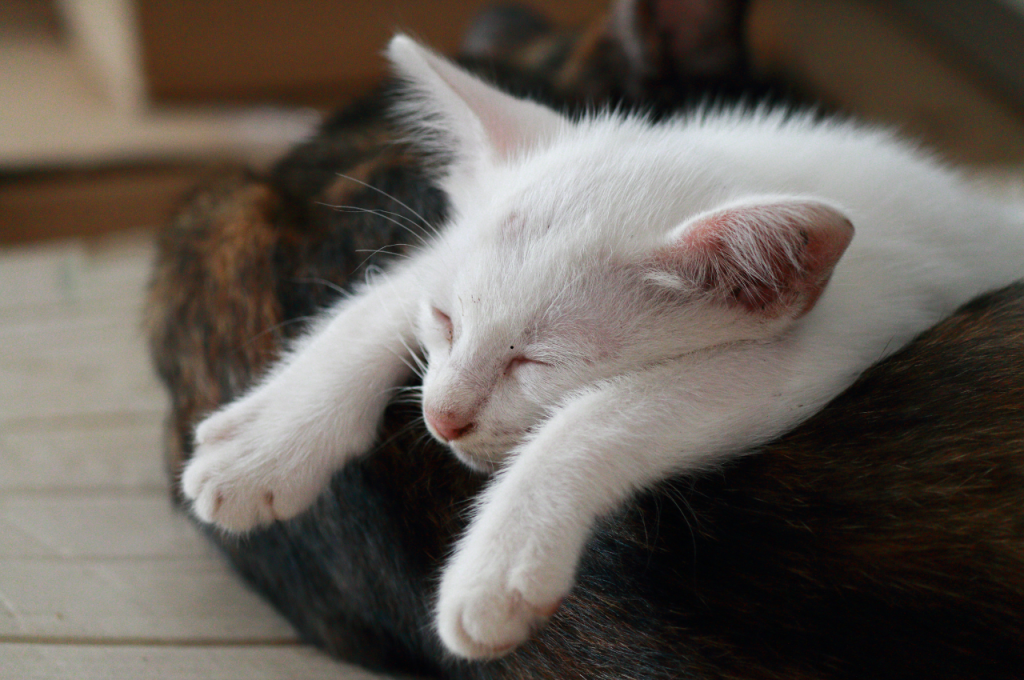 what are cats sleeping habits