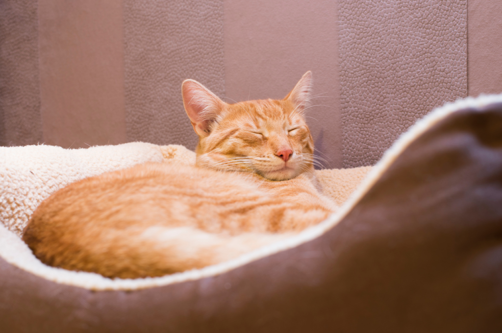 What calms cats down at night?