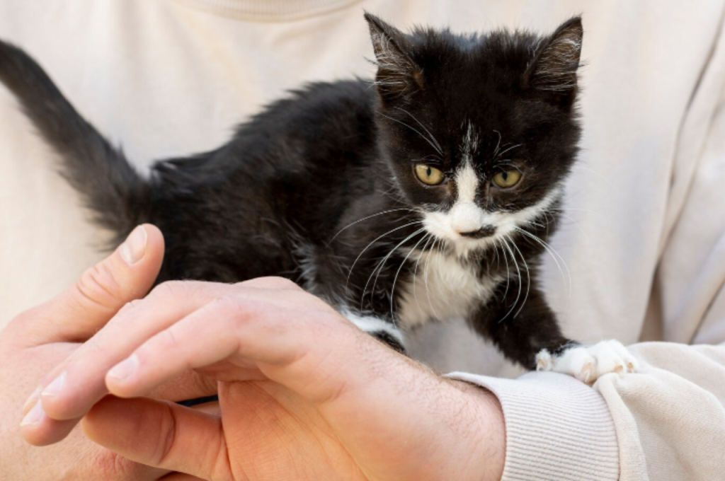How do cats act when something is wrong?