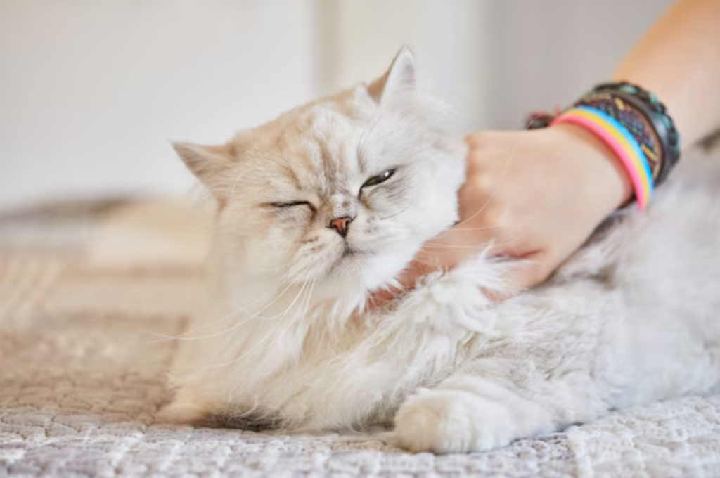 What is an unacceptable cat behavior?
