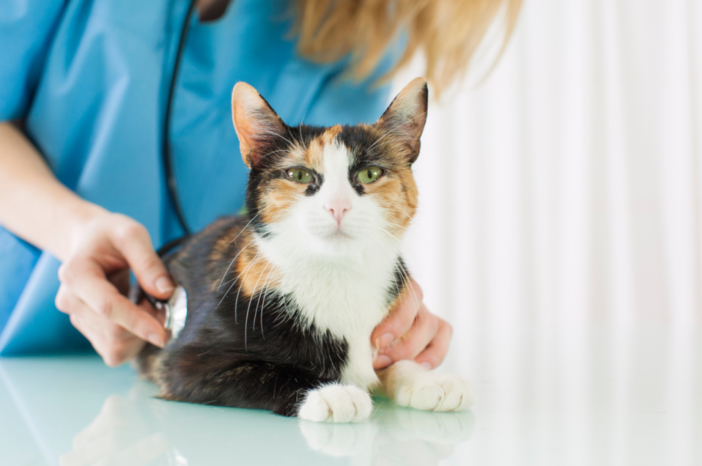 What are signs of cat anxiety?