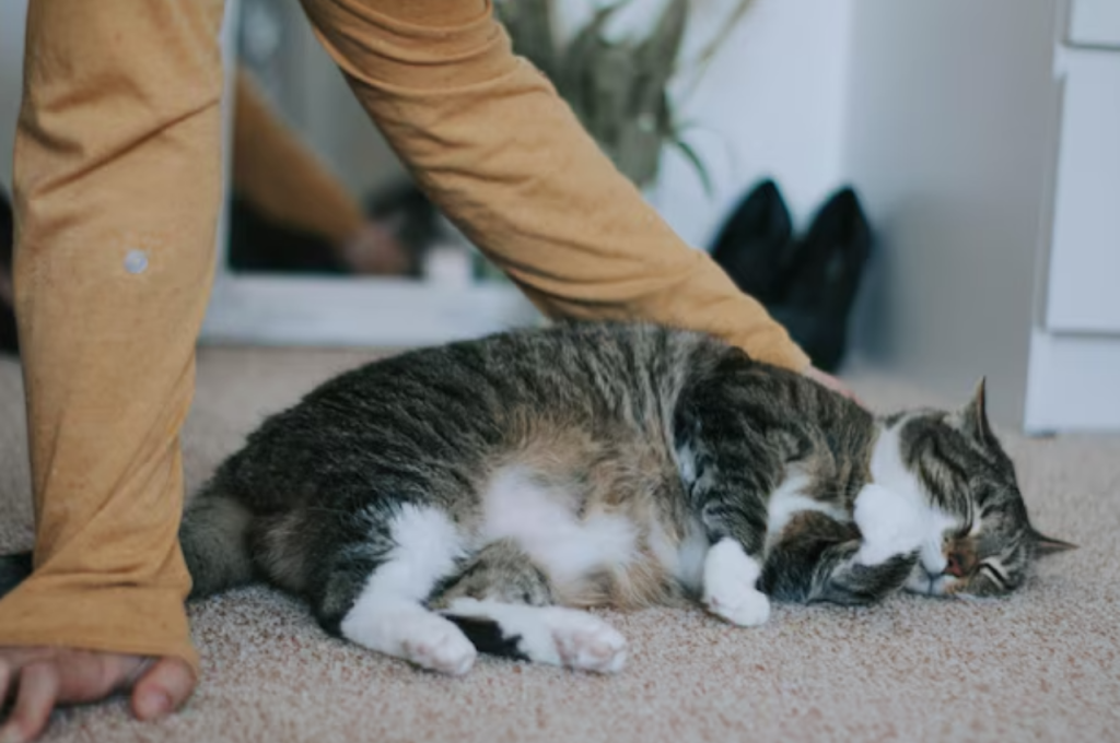 What is abnormal cat behavior?