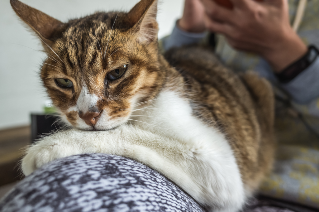 How do you tell if a cat is nearing the end of its life?