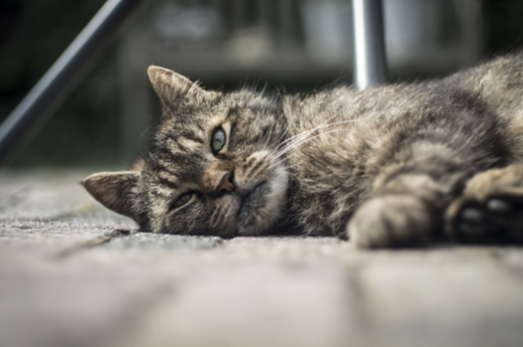 How do cats say goodbye?