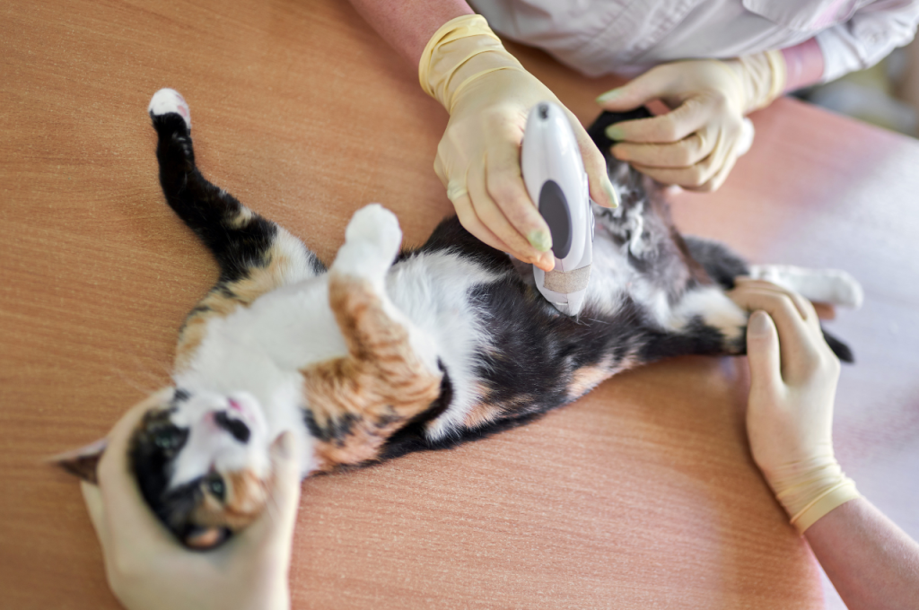 What are the behavior problems with male cats being neutered?