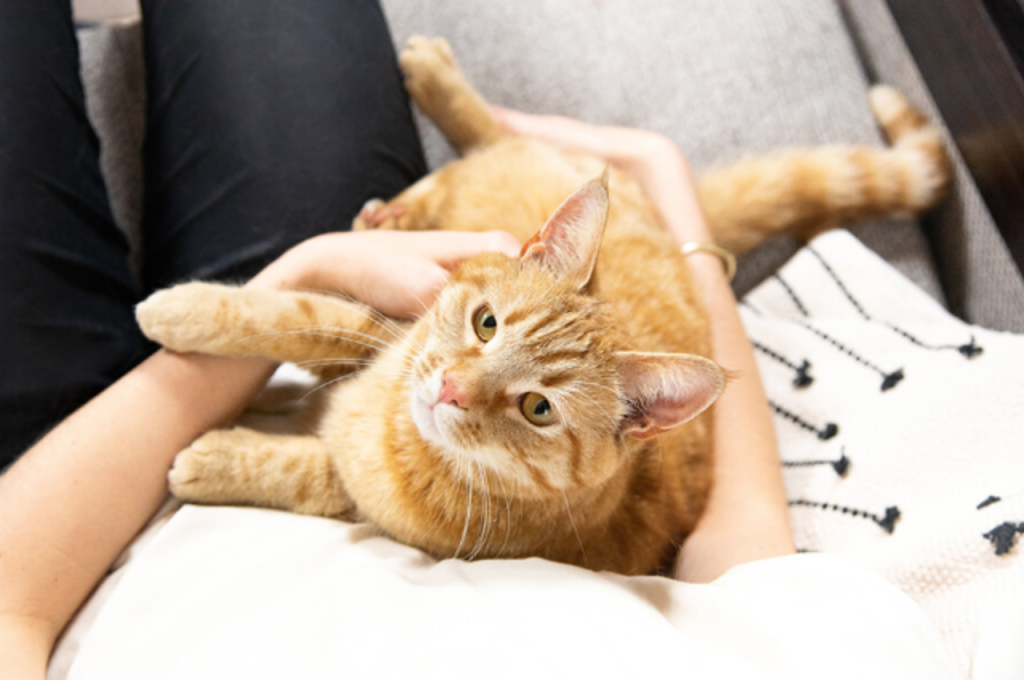 How can I tell my cat is about to give birth?