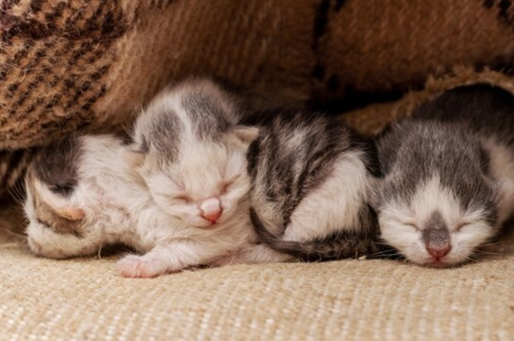 What not to do when cat is pregnant?