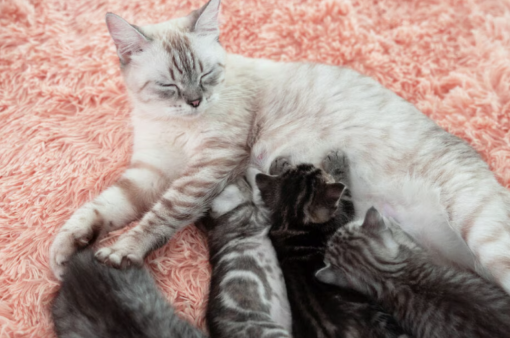 What does a pregnant cat need?