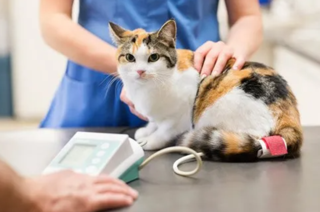 What are three things you should do for a pregnant female cat?