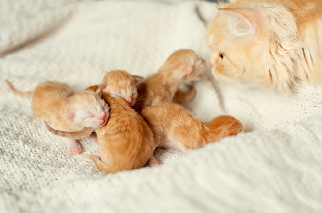 What is the best setup for a pregnant cat?
