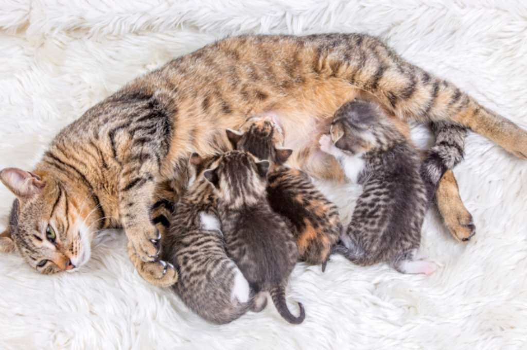 How do I know if my cat is close to giving birth?