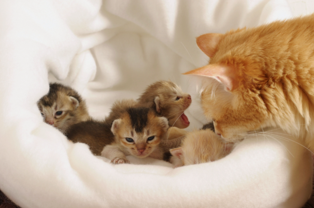 how to care for a pregnant cat and kittens