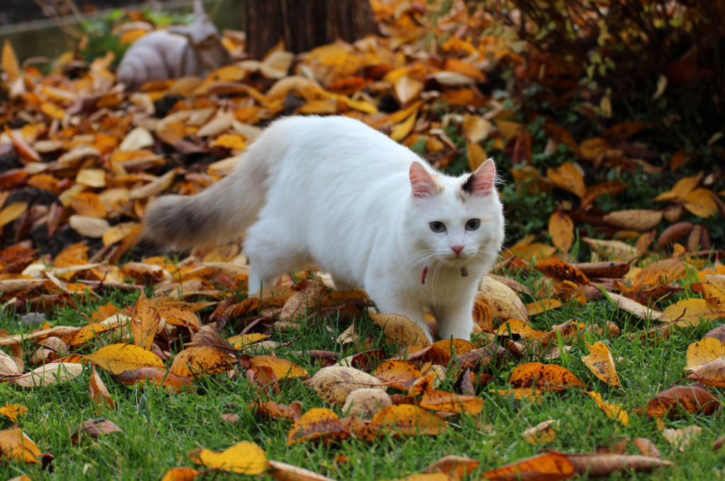cat behavior body language