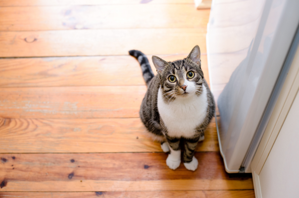 cat psychology facts