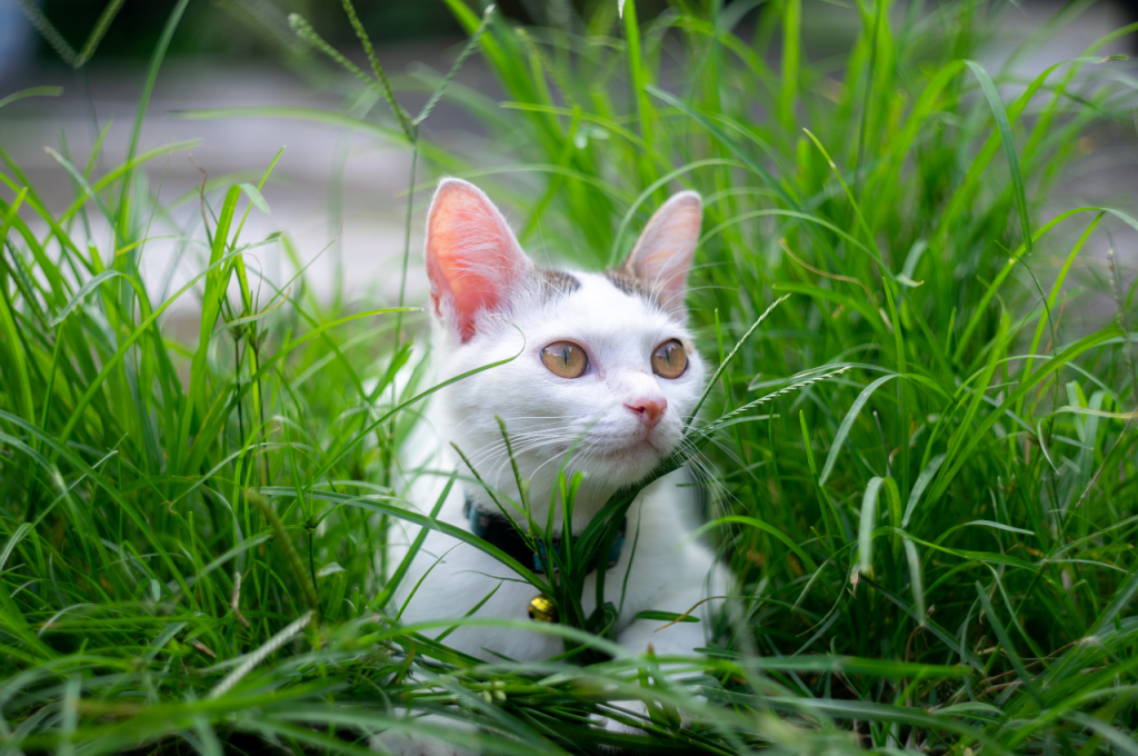What are some facts about cats behavior?
