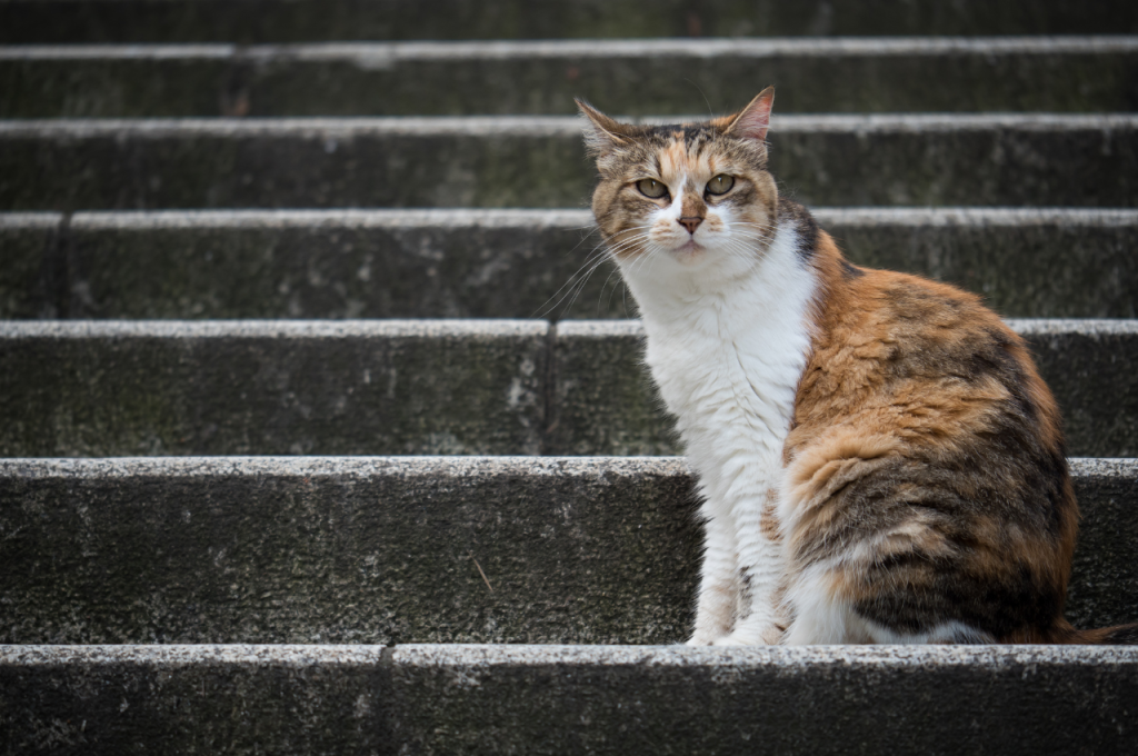 cat strange behavior symptoms