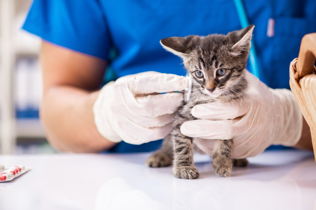how to save a kitten from dying