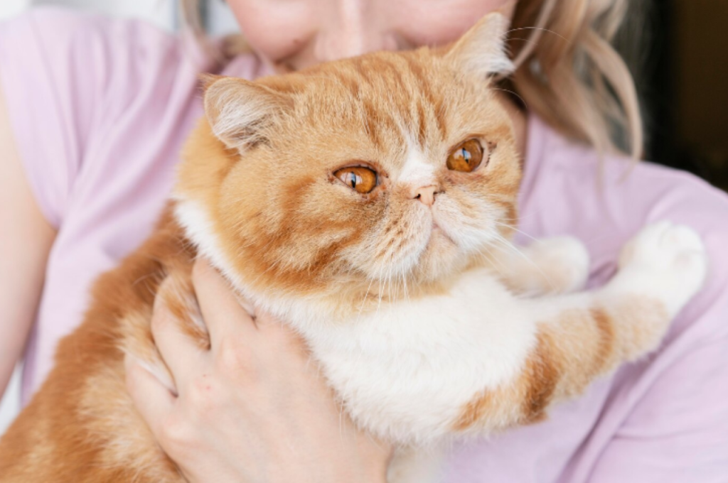 what to do if your cat dies at home