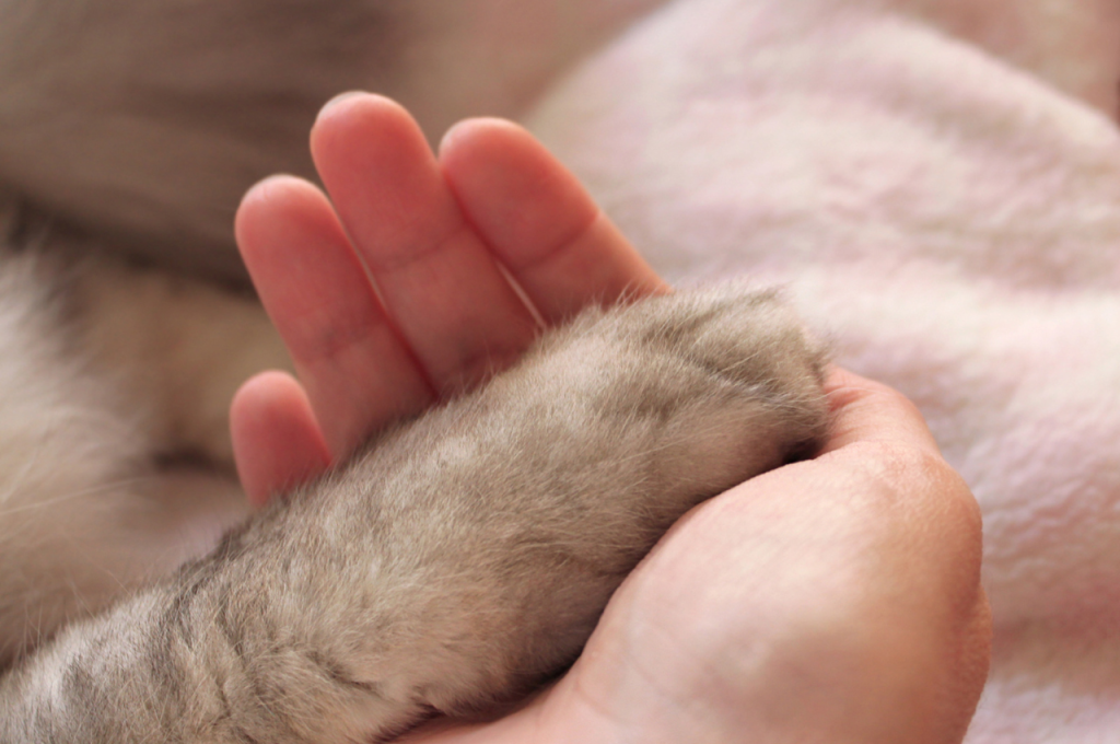how to comfort a dying cat