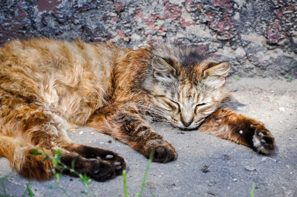 Cat sleeping positions when sick