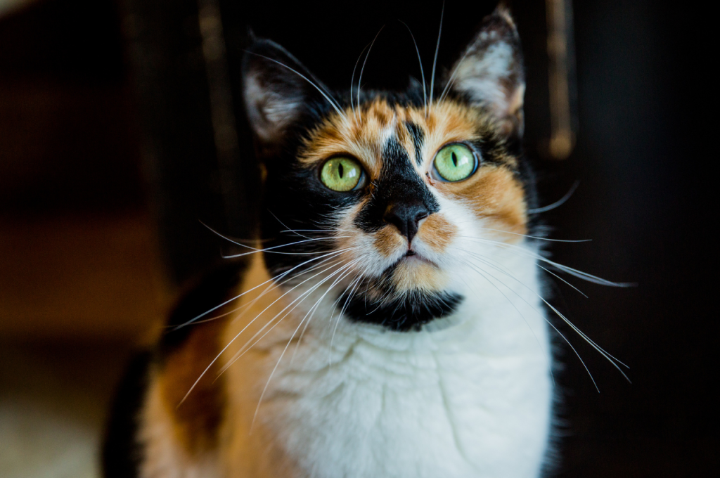 Is it a good idea to get a rescue cat?