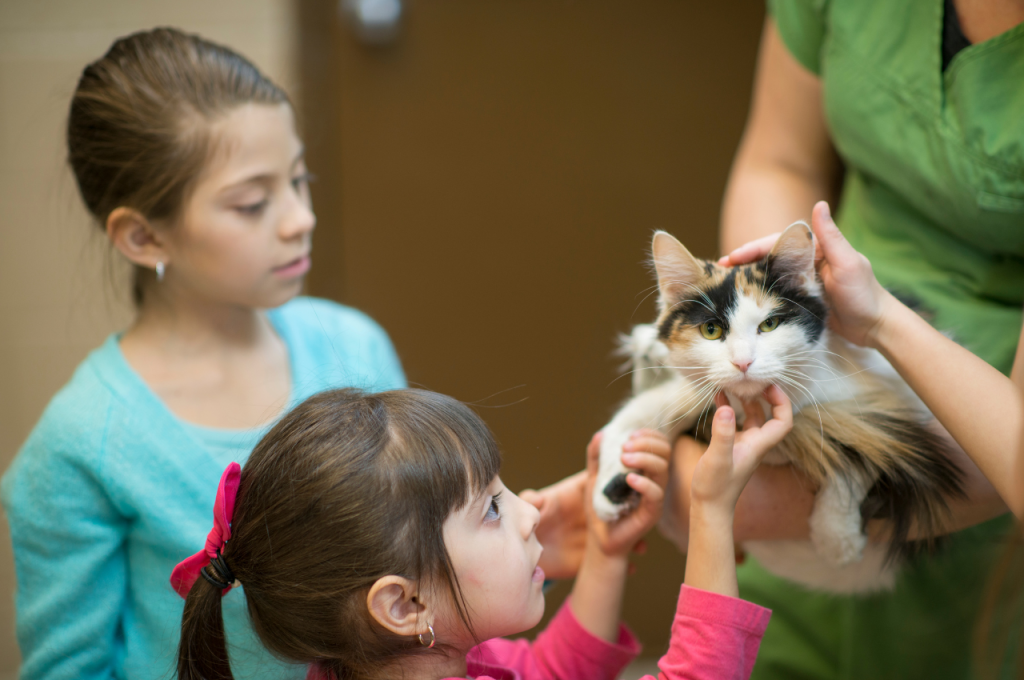 What are the problems with adopting cats?