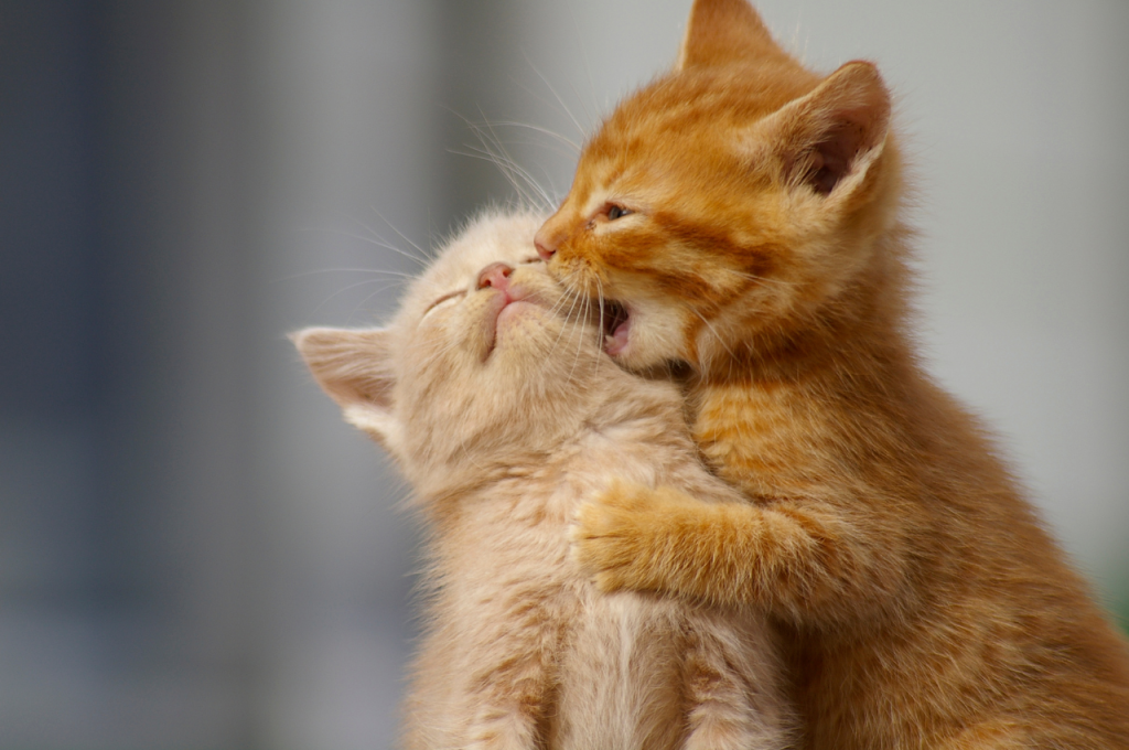 What do cats love the most?
