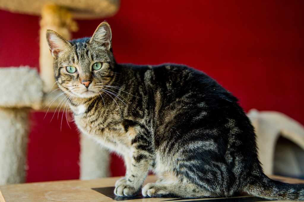 Do rescue cats have issues?