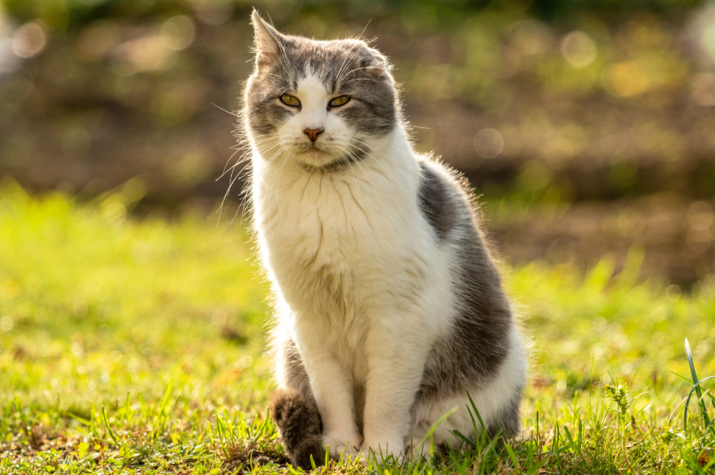 how to rescue injured cat