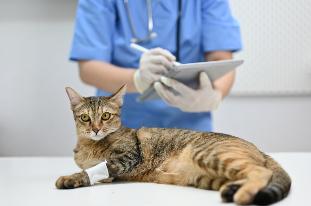 How do you save an injured cat?
