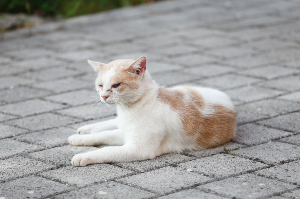 What to do when you find a cat injured?