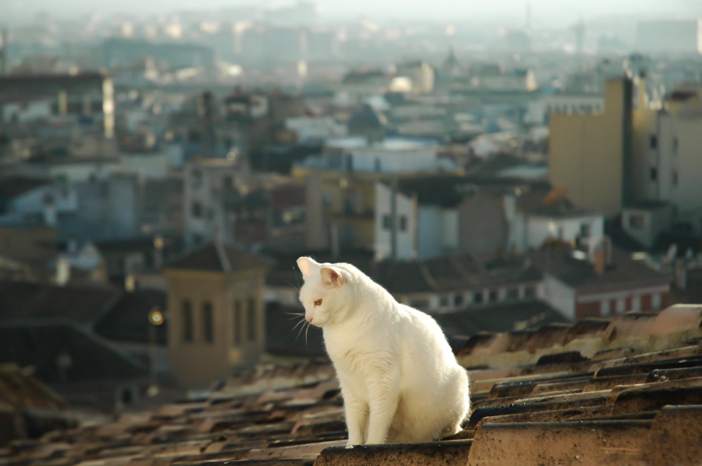 how to rescue a cat from a roof